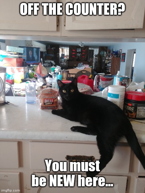 Get off | OFF THE COUNTER? You must be NEW here... | image tagged in cat on the counter | made w/ Imgflip meme maker