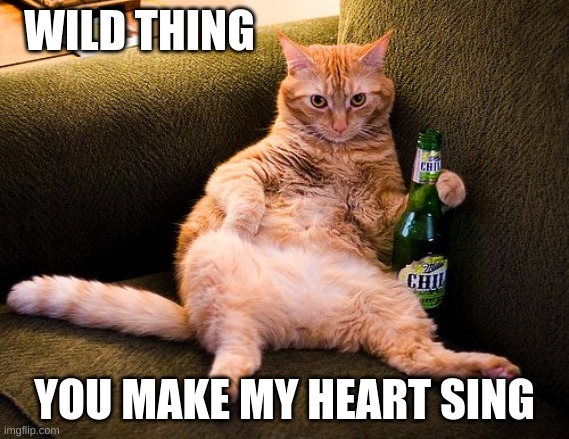 beer cat | WILD THING; YOU MAKE MY HEART SING | image tagged in beer cat | made w/ Imgflip meme maker