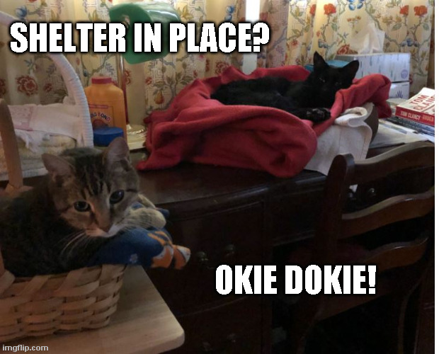Shelter in Place | SHELTER IN PLACE? OKIE DOKIE! | image tagged in cats,shelter in place | made w/ Imgflip meme maker