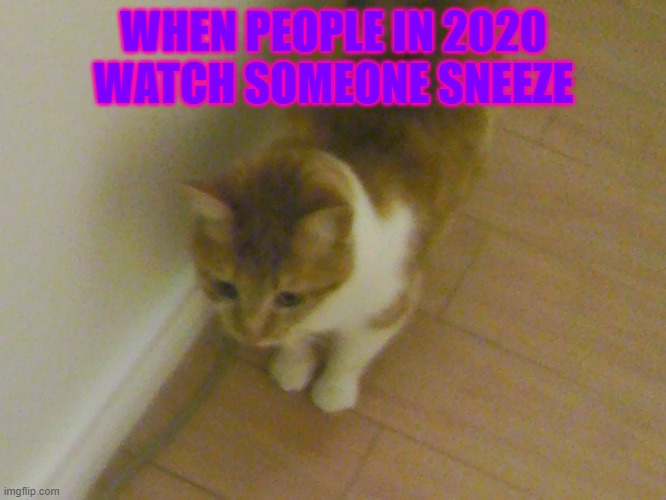 WHEN PEOPLE IN 2020 WATCH SOMEONE SNEEZE | image tagged in cat | made w/ Imgflip meme maker