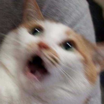 High Quality Oh no Cat Blank Meme Template