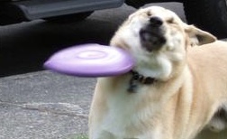 High Quality Dog get hit by frisbi Blank Meme Template