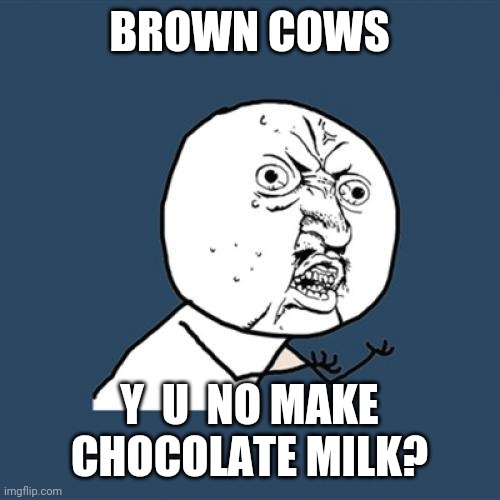Y U No Meme | BROWN COWS; Y  U  NO MAKE CHOCOLATE MILK? | image tagged in memes,y u no | made w/ Imgflip meme maker