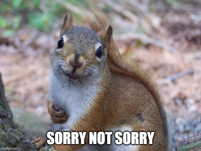 Sorry not sorry squirrel | SORRY NOT SORRY | image tagged in sorry not sorry squirrel | made w/ Imgflip meme maker