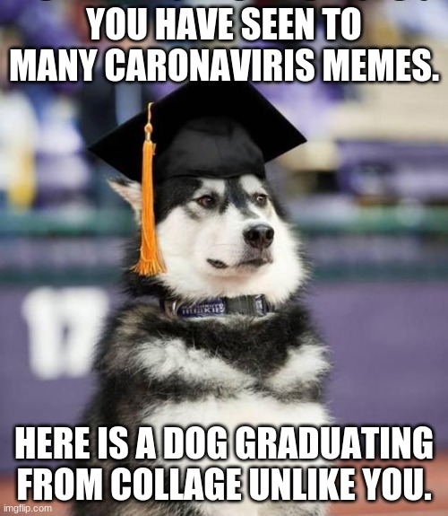Graduate Dog | YOU HAVE SEEN TO MANY CARONAVIRIS MEMES. HERE IS A DOG GRADUATING FROM COLLAGE UNLIKE YOU. | image tagged in graduate dog | made w/ Imgflip meme maker