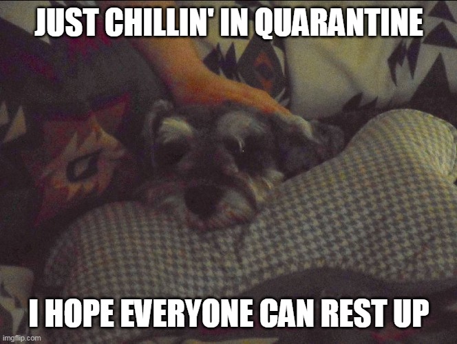 Dog Chlin' | JUST CHILLIN' IN QUARANTINE; I HOPE EVERYONE CAN REST UP | image tagged in cute dog,funny,quarantine | made w/ Imgflip meme maker