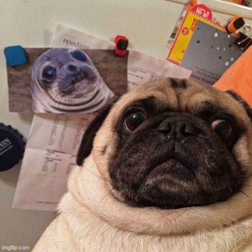 Seal and Pug together forever | image tagged in wtf,okay | made w/ Imgflip meme maker