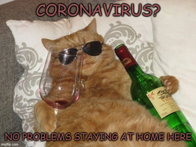 CORONAVIRUS? NO PROBLEMS STAYING AT HOME HERE | image tagged in cat,drinking cat,coronavirus,covid-19,china virus,kung flu | made w/ Imgflip meme maker