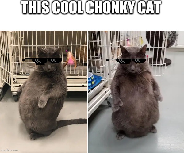 THIS COOL CHONKY CAT | made w/ Imgflip meme maker