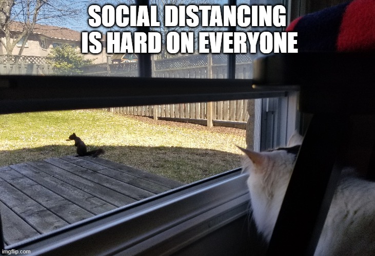 Social Distancing is Hard on Everyone | SOCIAL DISTANCING
 IS HARD ON EVERYONE | image tagged in cats,squirrel,social distancing | made w/ Imgflip meme maker