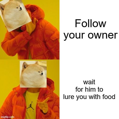 Drake Hotline Bling | Follow your owner; wait for him to lure you with food | image tagged in memes,drake hotline bling | made w/ Imgflip meme maker
