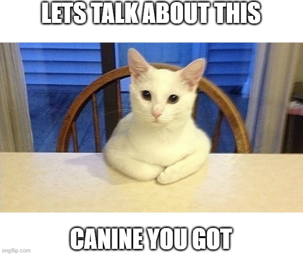 We Need To Talk cat | LETS TALK ABOUT THIS; CANINE YOU GOT | image tagged in we need to talk cat | made w/ Imgflip meme maker