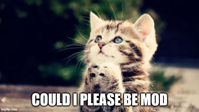 Cute kitten | COULD I PLEASE BE MOD | image tagged in cute kitten | made w/ Imgflip meme maker