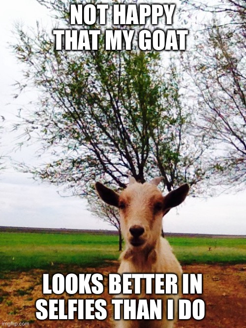  NOT HAPPY THAT MY GOAT; LOOKS BETTER IN SELFIES THAN I DO | made w/ Imgflip meme maker