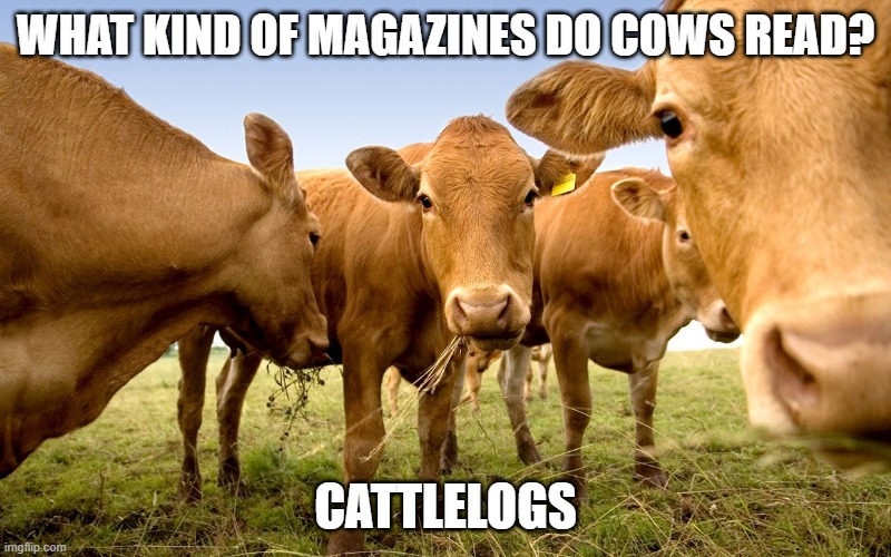 Cows - Imgflip