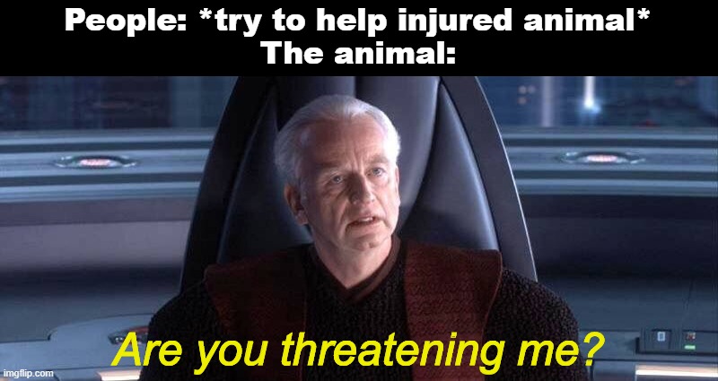 Are You Threatening Me? | People: *try to help injured animal*
The animal:; Are you threatening me? | image tagged in are you threatening me | made w/ Imgflip meme maker