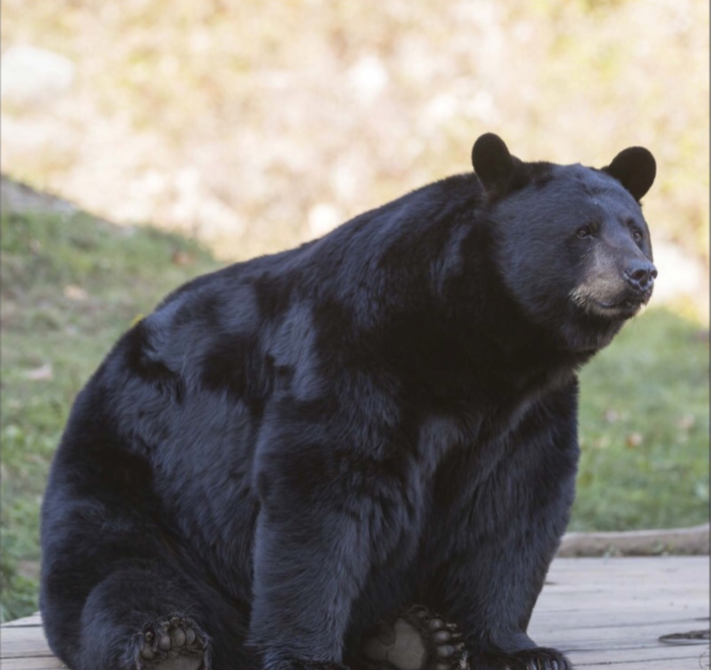 High Quality Smileingbear Blank Meme Template