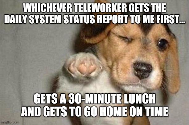 The Boss | WHICHEVER TELEWORKER GETS THE DAILY SYSTEM STATUS REPORT TO ME FIRST... GETS A 30-MINUTE LUNCH AND GETS TO GO HOME ON TIME | image tagged in awesome dog | made w/ Imgflip meme maker