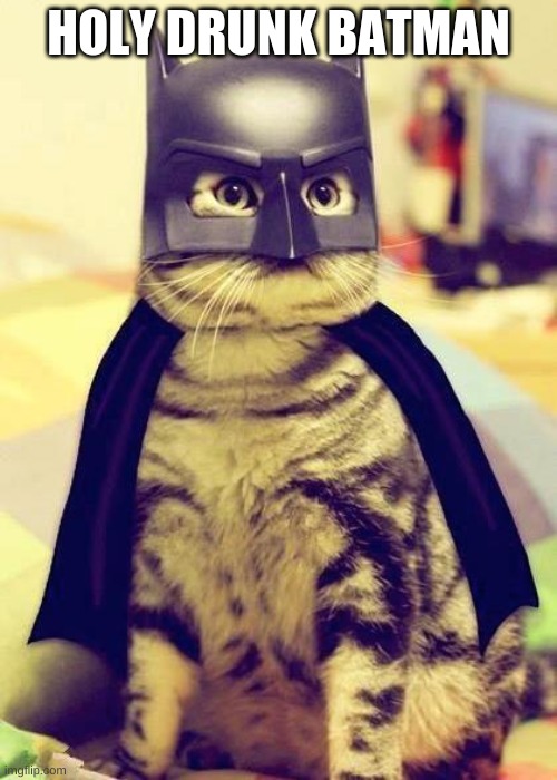 Batman cat | HOLY DRUNK BATMAN | image tagged in batman cat | made w/ Imgflip meme maker