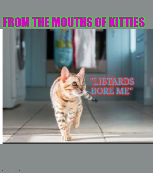 Strutting kitty | FROM THE MOUTHS OF KITTIES; "LIBTARDS BORE ME" | image tagged in strutting kitty | made w/ Imgflip meme maker