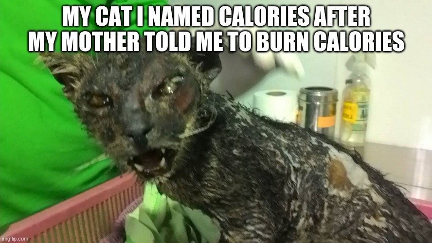 My mother made me confused so I decided to do this | MY CAT I NAMED CALORIES AFTER MY MOTHER TOLD ME TO BURN CALORIES | image tagged in confused | made w/ Imgflip meme maker