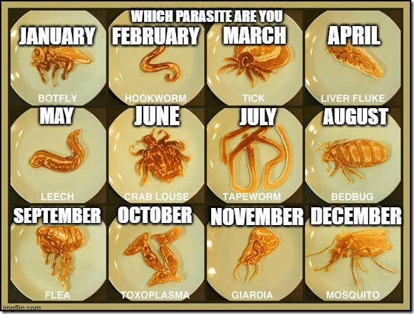 FEBRUARY; WHICH PARASITE ARE YOU; APRIL; JANUARY; MARCH; JUNE; MAY; JULY; AUGUST; SEPTEMBER; OCTOBER; NOVEMBER; DECEMBER | image tagged in corona virus,virus,trump,hillary,funny | made w/ Imgflip meme maker