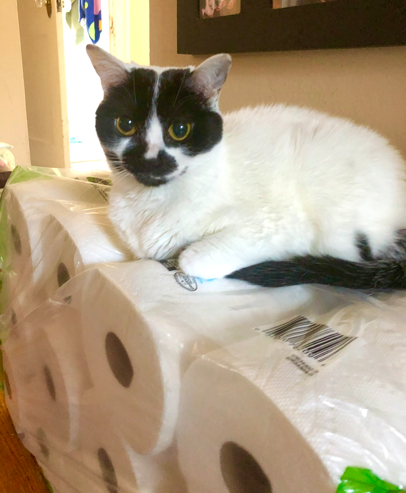 Paper Towel Cat Blank Meme Template