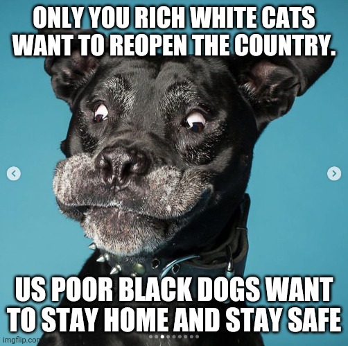 Indubitably Dog | ONLY YOU RICH WHITE CATS WANT TO REOPEN THE COUNTRY. US POOR BLACK DOGS WANT TO STAY HOME AND STAY SAFE | image tagged in indubitably dog | made w/ Imgflip meme maker