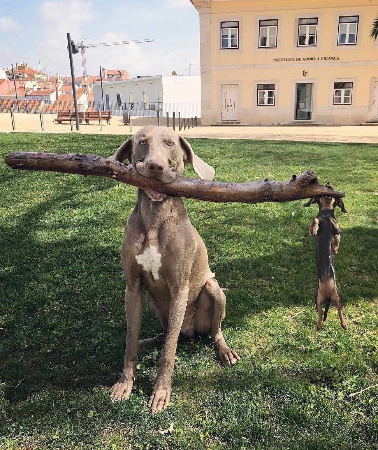 Dog with big stick and small dog Blank Meme Template
