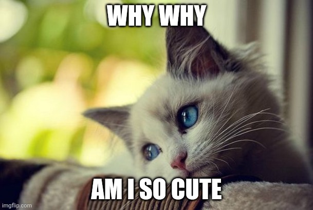 First World Problems Cat Meme | WHY WHY; AM I SO CUTE | image tagged in memes,first world problems cat | made w/ Imgflip meme maker