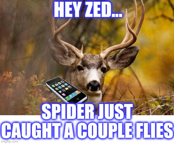 deer meme | HEY ZED... SPIDER JUST CAUGHT A COUPLE FLIES | image tagged in deer meme | made w/ Imgflip meme maker