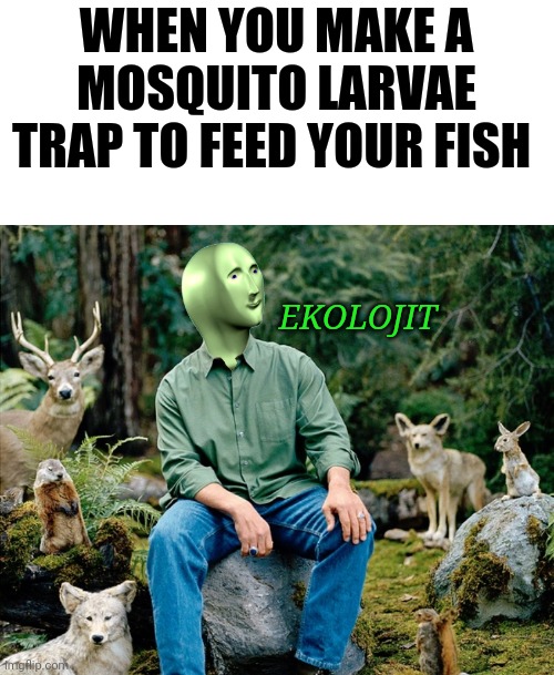 The fish seemed to enjoy | WHEN YOU MAKE A MOSQUITO LARVAE TRAP TO FEED YOUR FISH; EKOLOJIT | image tagged in ekolojist,pets,memes,fish | made w/ Imgflip meme maker
