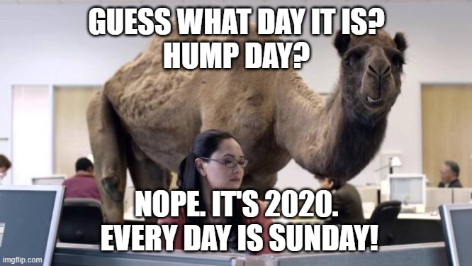 2020 Hump Day Camel | GUESS WHAT DAY IT IS?
HUMP DAY? NOPE. IT'S 2020.
 EVERY DAY IS SUNDAY! | image tagged in hump day camel,sunday,2020 | made w/ Imgflip meme maker