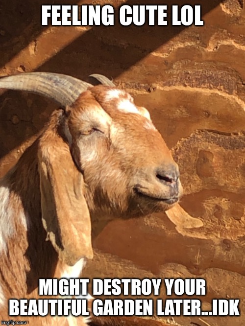 Feeling cute goat | made w/ Imgflip meme maker
