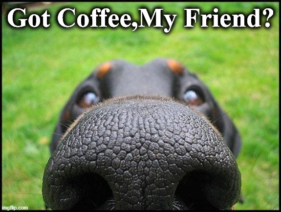 dog | Got Coffee,My Friend? | image tagged in dog | made w/ Imgflip meme maker