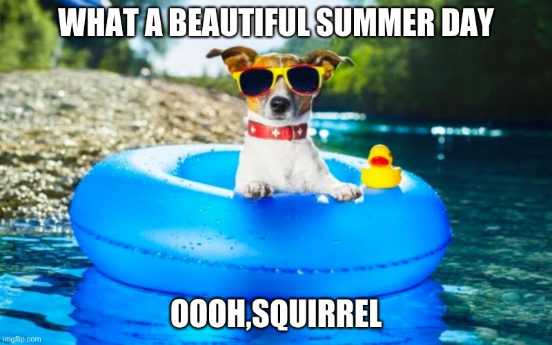 summer days | WHAT A BEAUTIFUL SUMMER DAY; OOOH,SQUIRREL | image tagged in dog | made w/ Imgflip meme maker