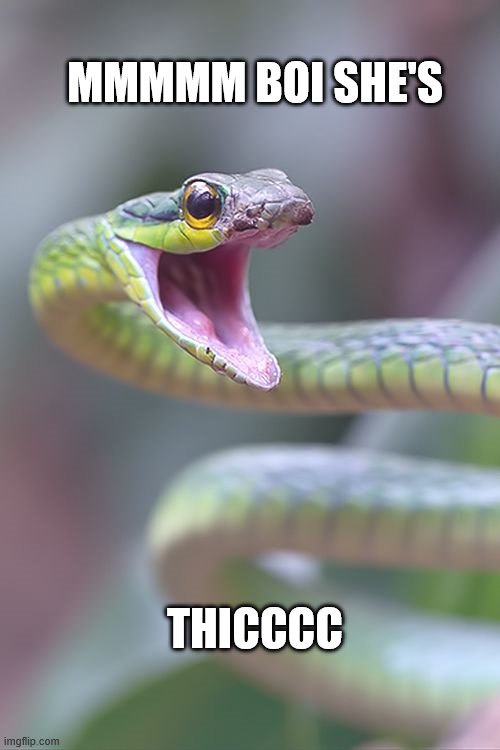 simp snek | MMMMM BOI SHE'S; THICCCC | image tagged in hey wanna die | made w/ Imgflip meme maker