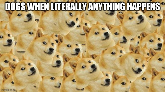 Multi Doge | DOGS WHEN LITERALLY ANYTHING HAPPENS | image tagged in memes,multi doge | made w/ Imgflip meme maker