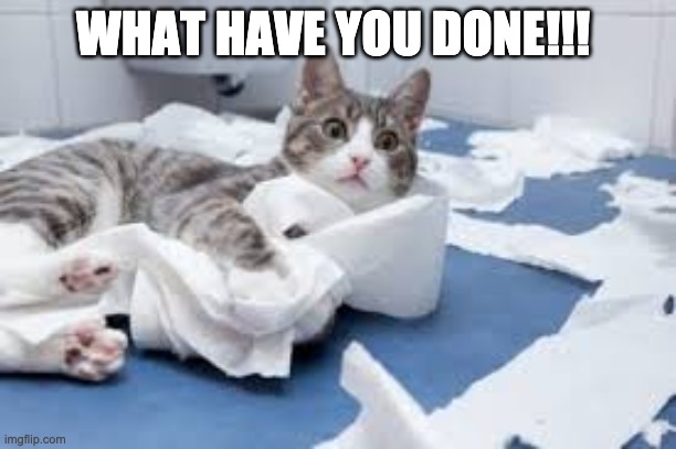 Problems With Having A Cat During Coronavirus | WHAT HAVE YOU DONE!!! | image tagged in cats,evil cat | made w/ Imgflip meme maker