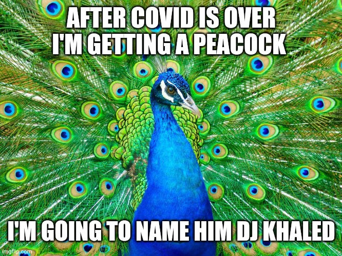 Peacock | AFTER COVID IS OVER I'M GETTING A PEACOCK; I'M GOING TO NAME HIM DJ KHALED | image tagged in peacock | made w/ Imgflip meme maker