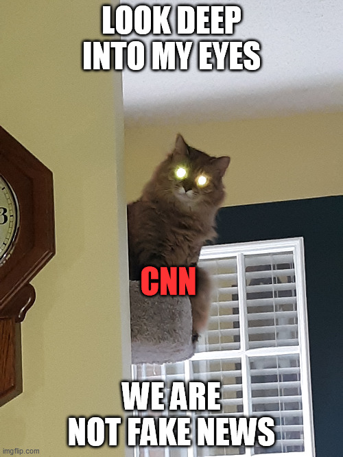 kitty kat | LOOK DEEP INTO MY EYES; CNN; WE ARE NOT FAKE NEWS | image tagged in cnn fake news | made w/ Imgflip meme maker