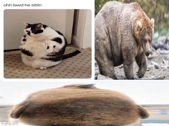 C h o n k y animals | image tagged in animals,penguin,bear,sitting | made w/ Imgflip meme maker