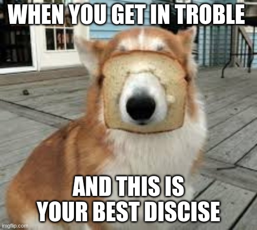 corgi bread | WHEN YOU GET IN TROBLE; AND THIS IS YOUR BEST DISCISE | made w/ Imgflip meme maker