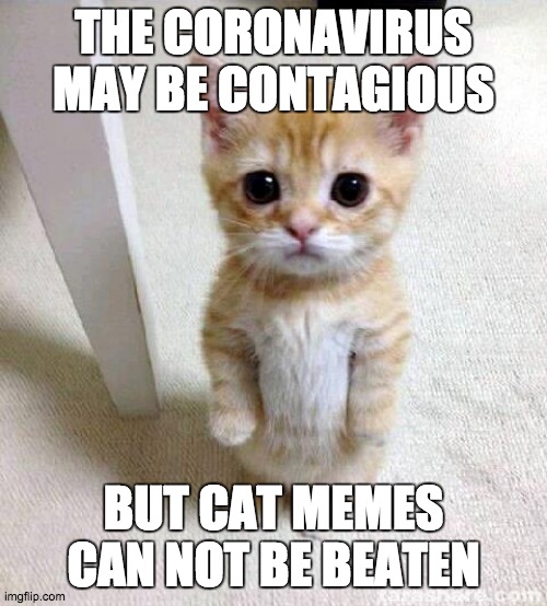 Cat Memes: Most Contagious Thing Ever | THE CORONAVIRUS MAY BE CONTAGIOUS; BUT CAT MEMES CAN NOT BE BEATEN | image tagged in memes,cute cat,cats,funny,coronavirus,funny cat memes | made w/ Imgflip meme maker