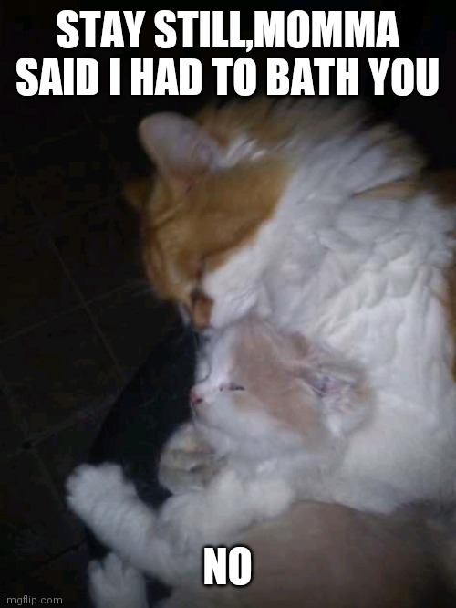 Zeus | STAY STILL,MOMMA SAID I HAD TO BATH YOU; NO | image tagged in zeus | made w/ Imgflip meme maker