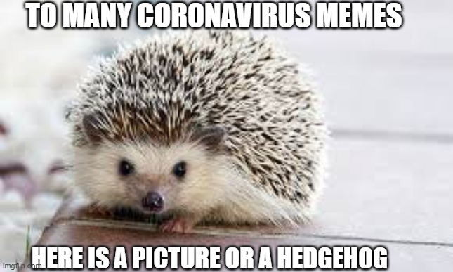 Hedgehog | TO MANY CORONAVIRUS MEMES; HERE IS A PICTURE OR A HEDGEHOG | image tagged in memes,funny,hedgehog,cute,coronavirus | made w/ Imgflip meme maker