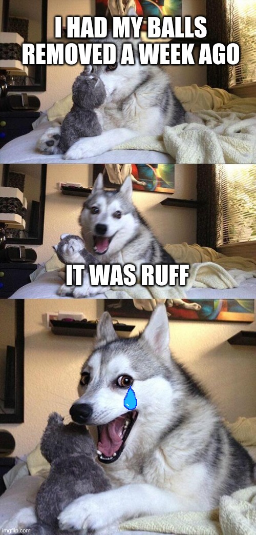 Bad Pun Dog Meme | I HAD MY BALLS REMOVED A WEEK AGO; IT WAS RUFF | image tagged in memes,bad pun dog | made w/ Imgflip meme maker