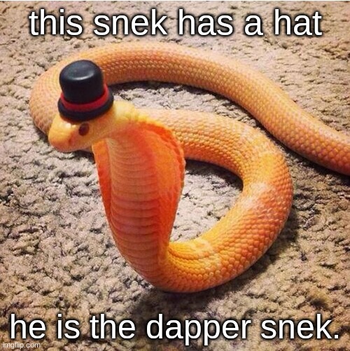Dapper Snek Is Dapper | this snek has a hat; he is the dapper snek. | image tagged in dapper snek,snek,snek memes,cute memes | made w/ Imgflip meme maker