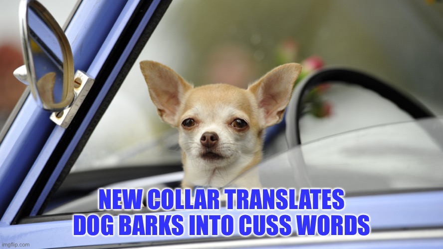 NEW COLLAR TRANSLATES DOG BARKS INTO CUSS WORDS | image tagged in dog | made w/ Imgflip meme maker