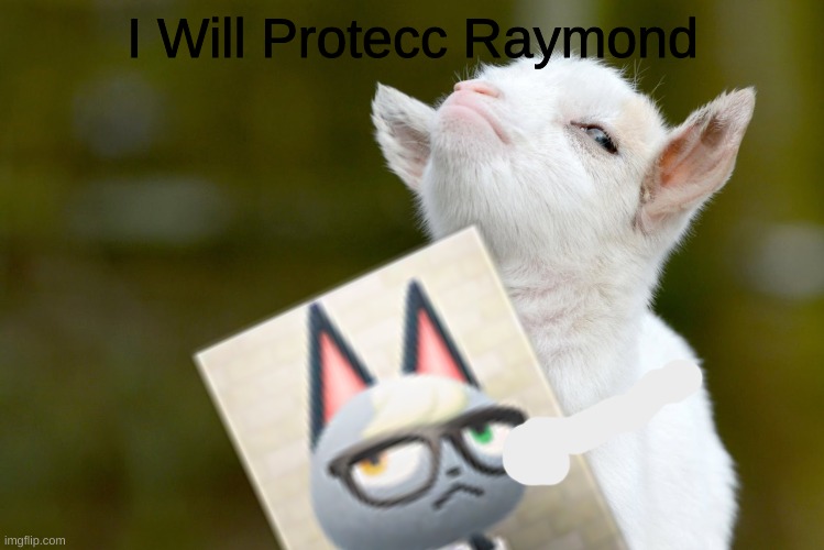 Raymond |  I Will Protecc Raymond | image tagged in protecc,goat,cute,raymond | made w/ Imgflip meme maker